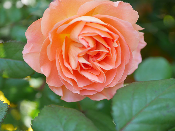 レディ・エマ・ハミルトン(Lady Emma Hamilton)の花が咲いた。木立バラ。2021年-002.jpg