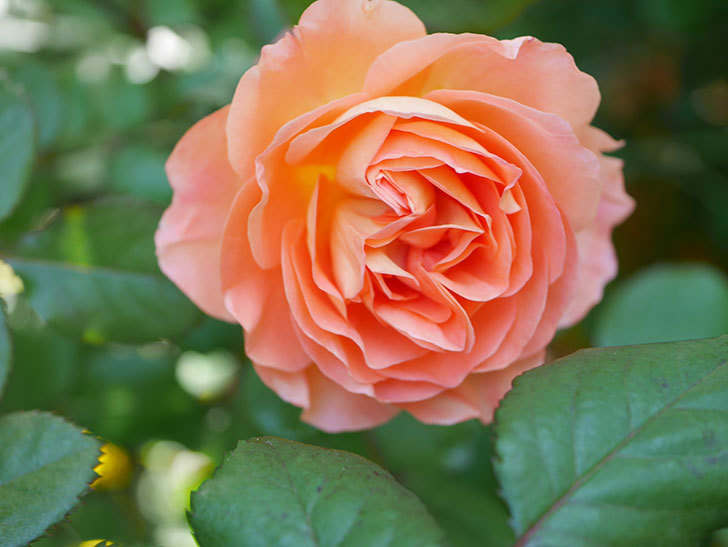 レディ・エマ・ハミルトン(Lady Emma Hamilton)の花が咲いた。木立バラ。2021年-003.jpg
