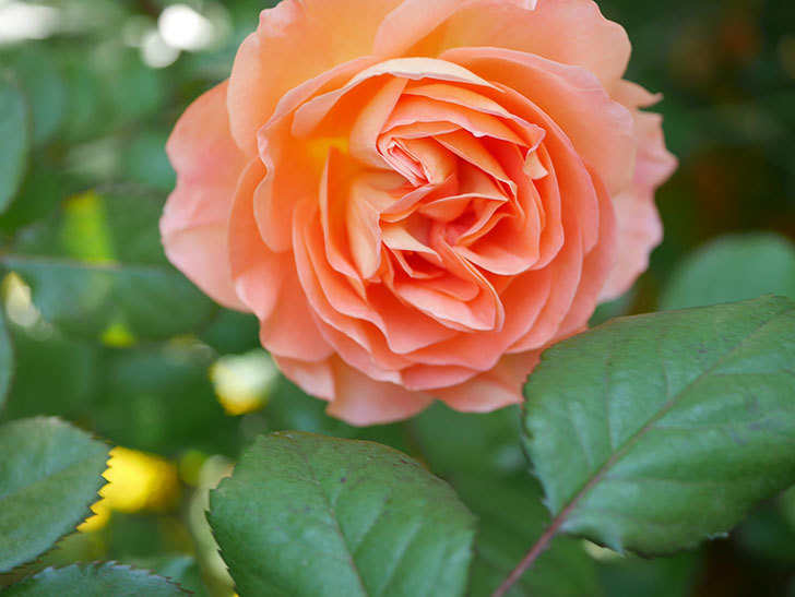 レディ・エマ・ハミルトン(Lady Emma Hamilton)の花が咲いた。木立バラ。2021年-005.jpg