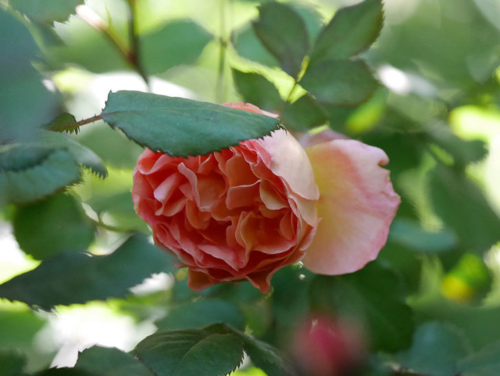 レディ・エマ・ハミルトン(Lady Emma Hamilton)の花が咲いた。木立バラ。2021年-010.jpg