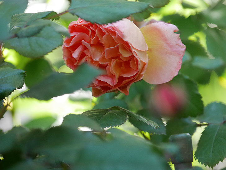 レディ・エマ・ハミルトン(Lady Emma Hamilton)の花が咲いた。木立バラ。2021年-011.jpg
