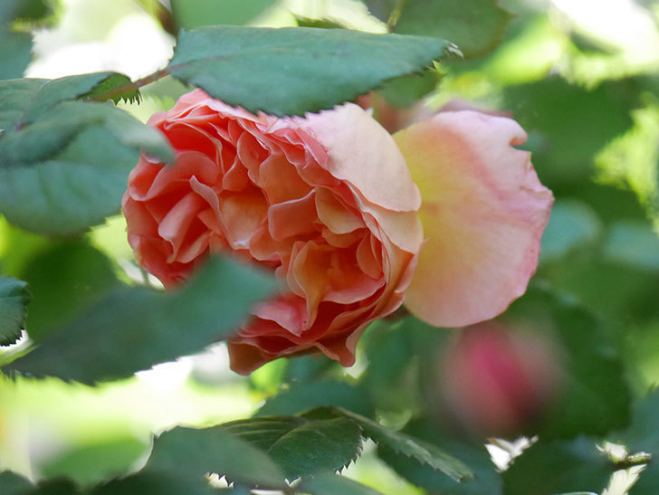 レディ・エマ・ハミルトン(Lady Emma Hamilton)の花が咲いた。木立バラ。2021年-012.jpg