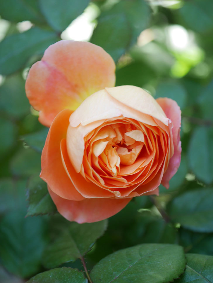 レディ・エマ・ハミルトン(Lady Emma Hamilton)の花が咲いた。木立バラ。2021年-017.jpg