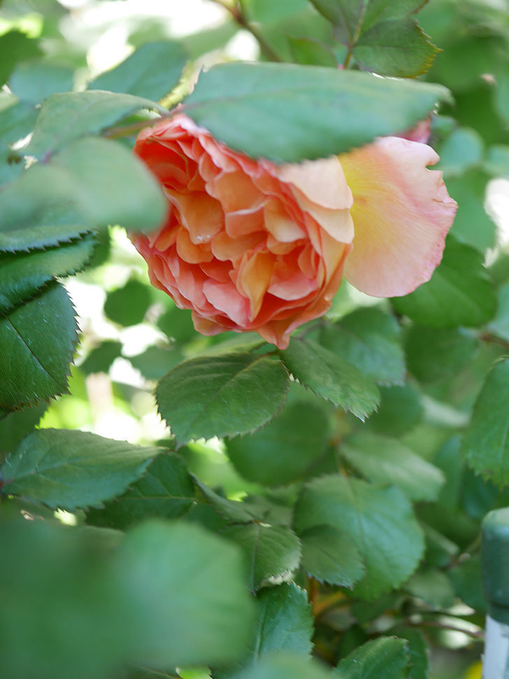 レディ・エマ・ハミルトン(Lady Emma Hamilton)の花が咲いた。木立バラ。2021年-019.jpg