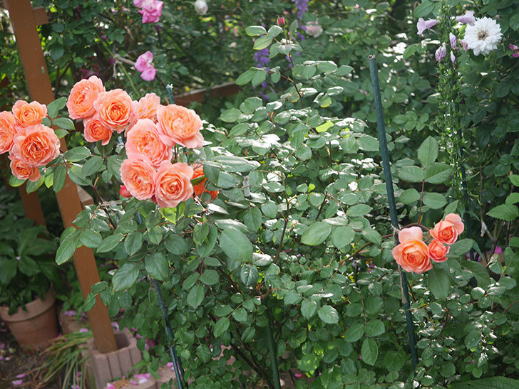 レディ・エマ・ハミルトン(Lady Emma Hamilton)の花が房で咲いた。木立バラ。2020年-005.jpg