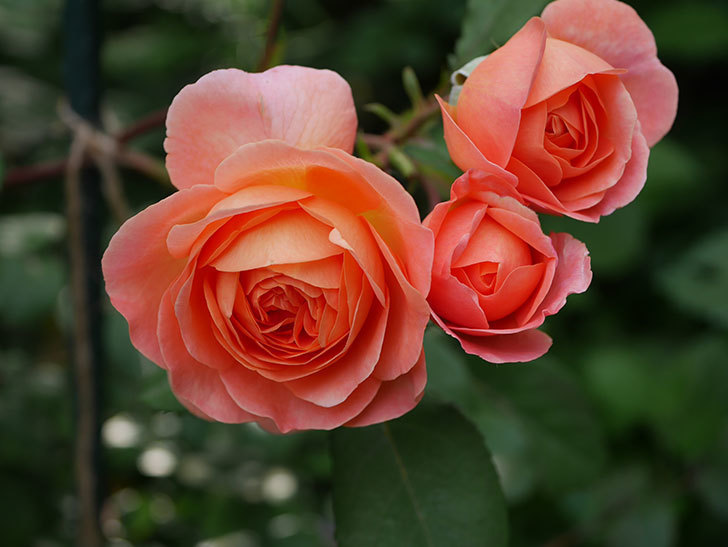 レディ・エマ・ハミルトン(Lady Emma Hamilton)の花が房で咲いた。木立バラ。2020年-006.jpg