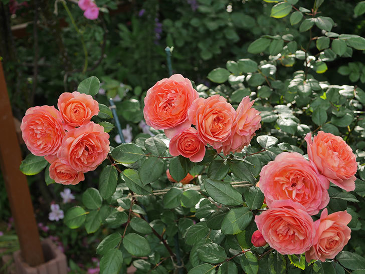 レディ・エマ・ハミルトン(Lady Emma Hamilton)の花が房で咲いた。木立バラ。2020年-014.jpg
