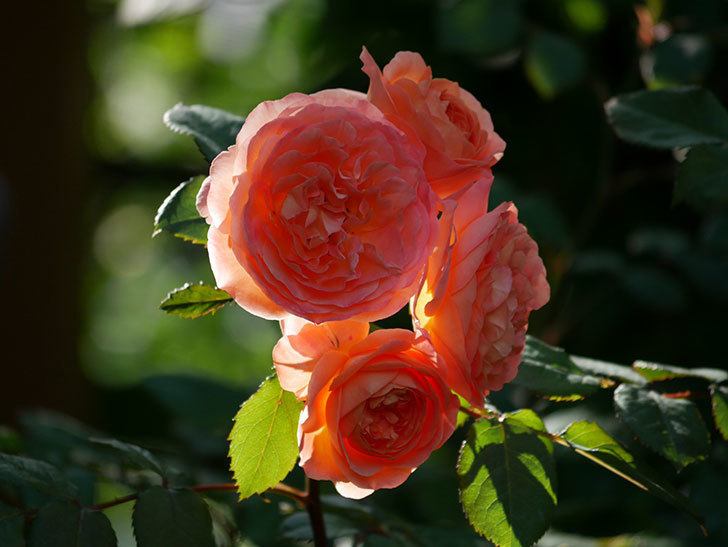 レディ・エマ・ハミルトン(Lady Emma Hamilton)の花が房で咲いた。木立バラ。2020年-017.jpg