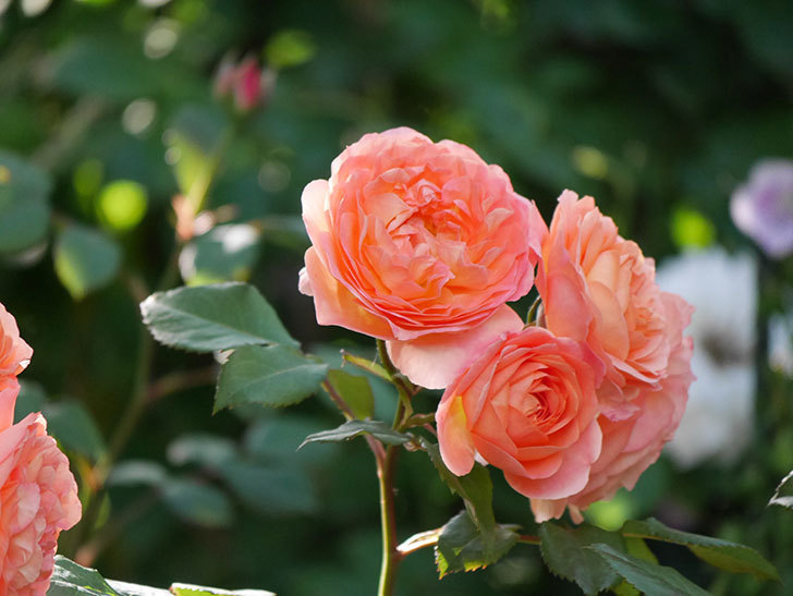 レディ・エマ・ハミルトン(Lady Emma Hamilton)の花が房で咲いた。木立バラ。2020年-018.jpg