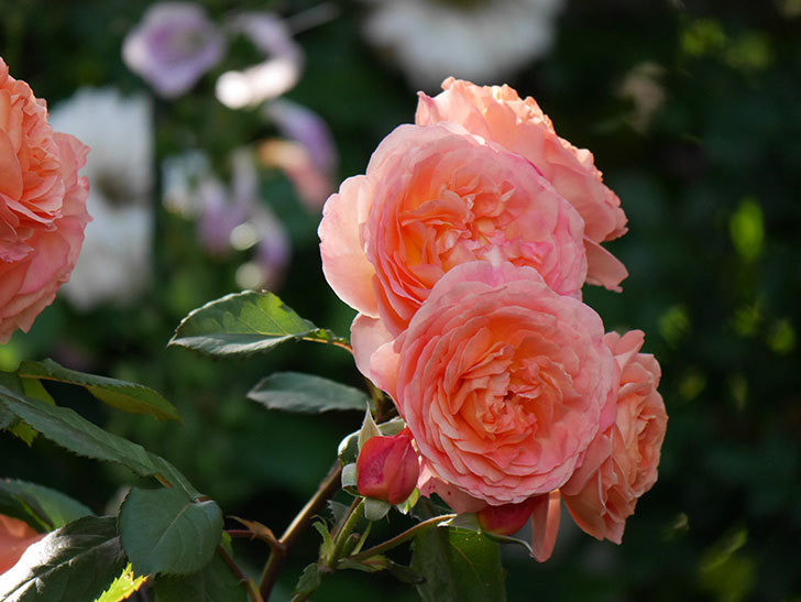 レディ・エマ・ハミルトン(Lady Emma Hamilton)の花が房で咲いた。木立バラ。2020年-019.jpg