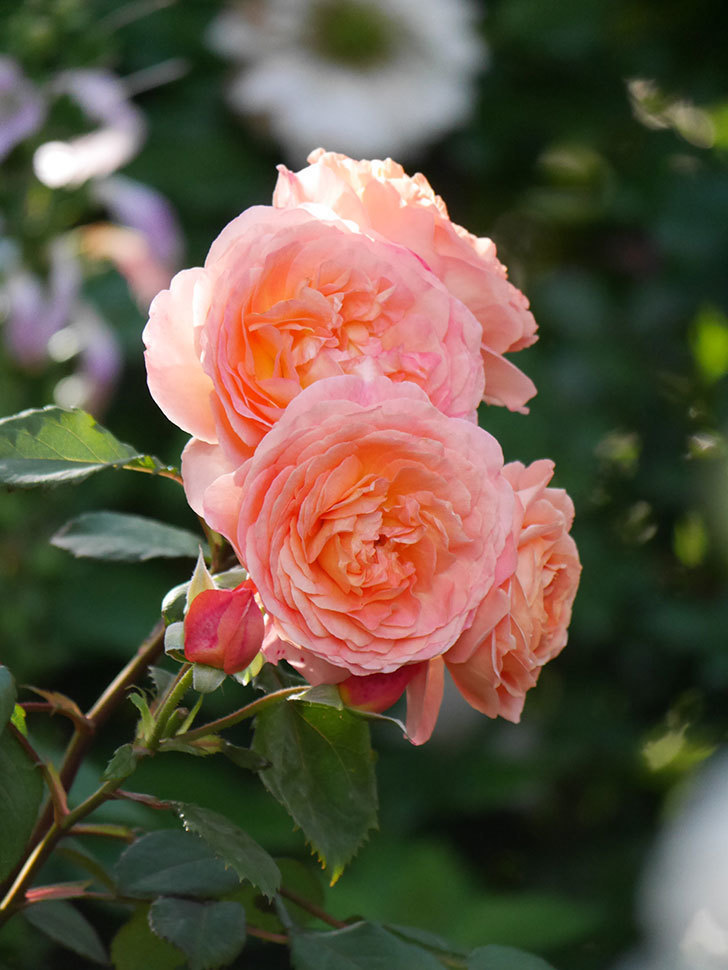 レディ・エマ・ハミルトン(Lady Emma Hamilton)の花が房で咲いた。木立バラ。2020年-022.jpg