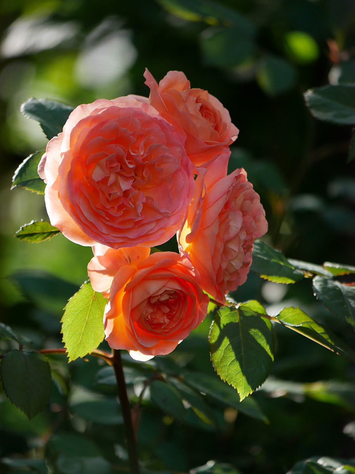 レディ・エマ・ハミルトン(Lady Emma Hamilton)の花が房で咲いた。木立バラ。2020年-024.jpg