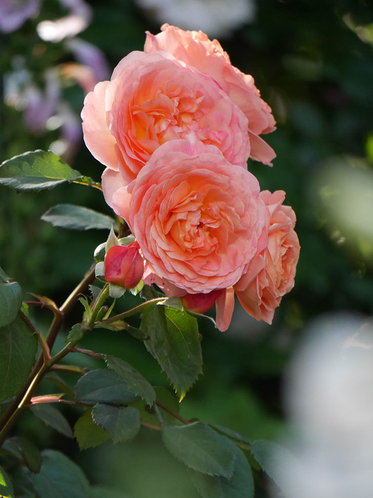 レディ・エマ・ハミルトン(Lady Emma Hamilton)の花が房で咲いた。木立バラ。2020年-026.jpg