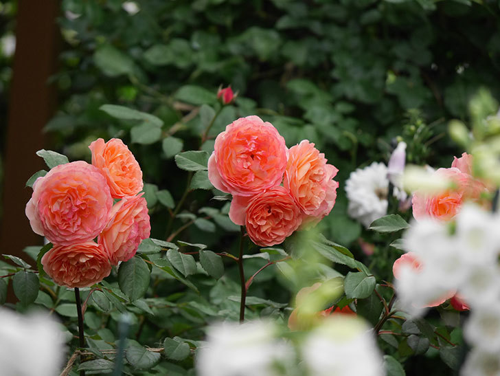 レディ・エマ・ハミルトン(Lady Emma Hamilton)の花が房で咲いた。木立バラ。2020年-027.jpg