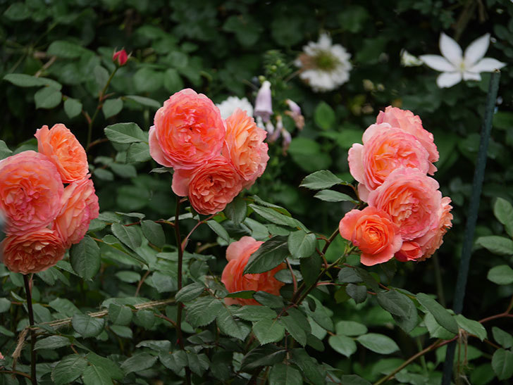 レディ・エマ・ハミルトン(Lady Emma Hamilton)の花が房で咲いた。木立バラ。2020年-031.jpg
