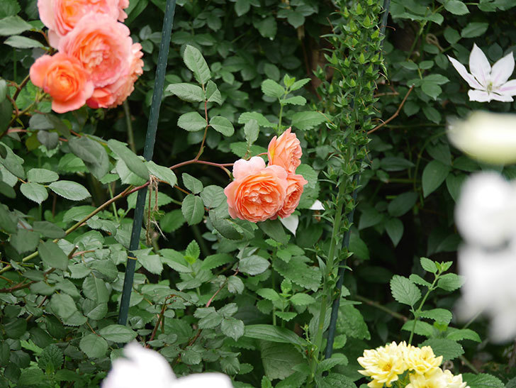 レディ・エマ・ハミルトン(Lady Emma Hamilton)の花が房で咲いた。木立バラ。2020年-032.jpg