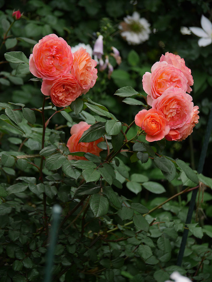 レディ・エマ・ハミルトン(Lady Emma Hamilton)の花が房で咲いた。木立バラ。2020年-033.jpg