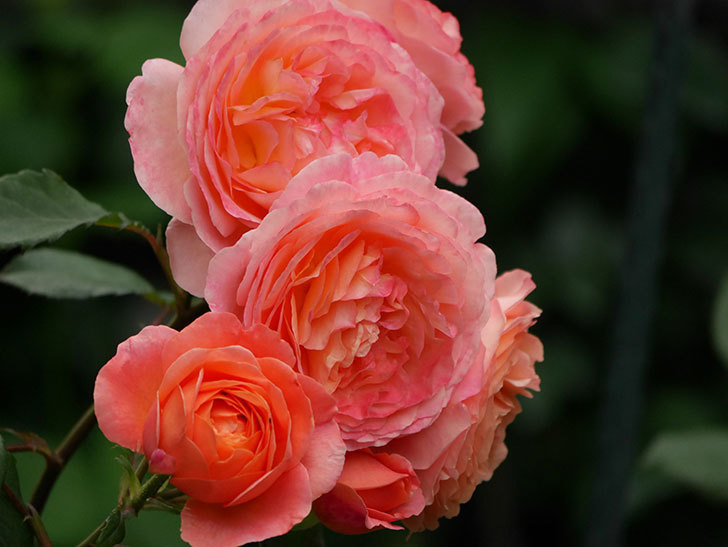 レディ・エマ・ハミルトン(Lady Emma Hamilton)の花が房で咲いた。木立バラ。2020年-035.jpg