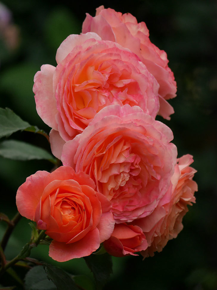 レディ・エマ・ハミルトン(Lady Emma Hamilton)の花が房で咲いた。木立バラ。2020年-036.jpg