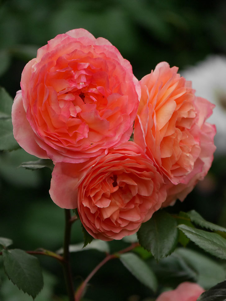 レディ・エマ・ハミルトン(Lady Emma Hamilton)の花が房で咲いた。木立バラ。2020年-037.jpg