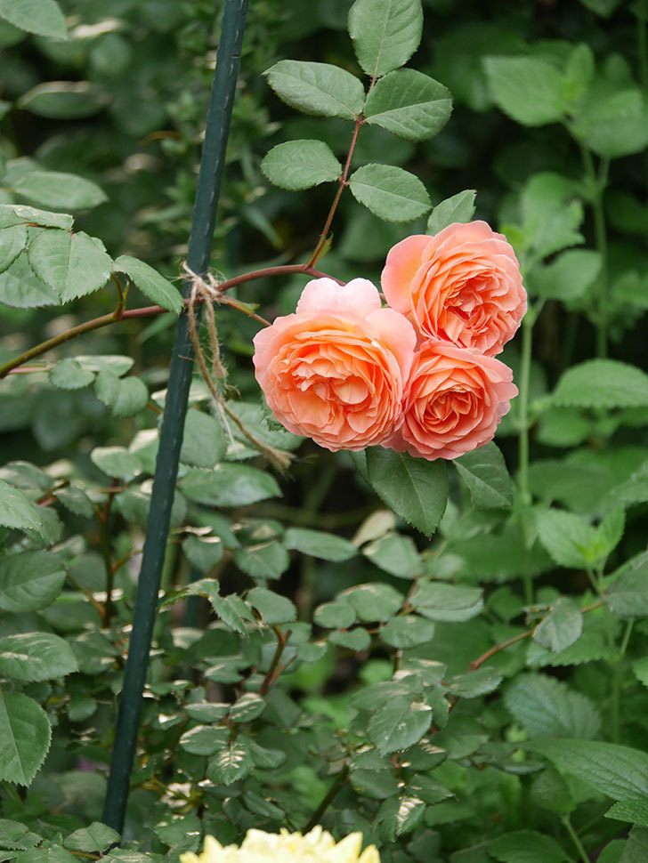 レディ・エマ・ハミルトン(Lady Emma Hamilton)の花が房で咲いた。木立バラ。2020年-041.jpg