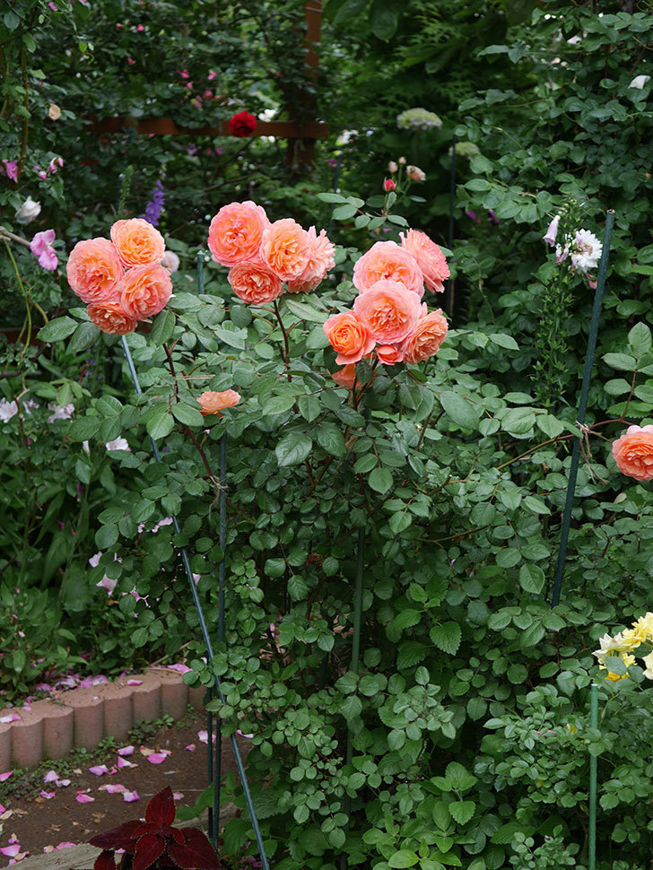 レディ・エマ・ハミルトン(Lady Emma Hamilton)の花が房で咲いた。木立バラ。2020年-043.jpg