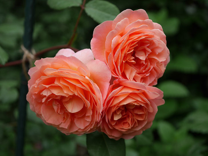 レディ・エマ・ハミルトン(Lady Emma Hamilton)の花が房で咲いた。木立バラ。2020年-047.jpg