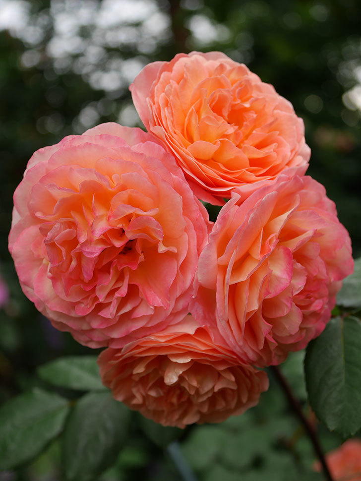 レディ・エマ・ハミルトン(Lady Emma Hamilton)の花が房で咲いた。木立バラ。2020年-054.jpg