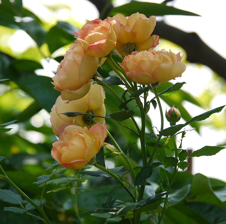 レディ・オブ・シャーロット(ツルバラ)が綺麗に咲いた。2017年-6.jpg