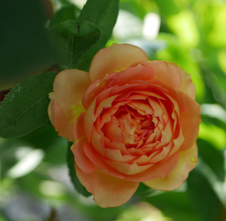 レディ・オブ・シャーロット(ツルバラ)の2番花が咲いた。2018年-1.jpg