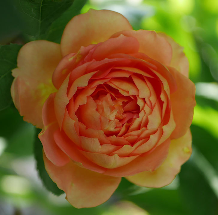 レディ・オブ・シャーロット(ツルバラ)の2番花が咲いた。2018年-2.jpg