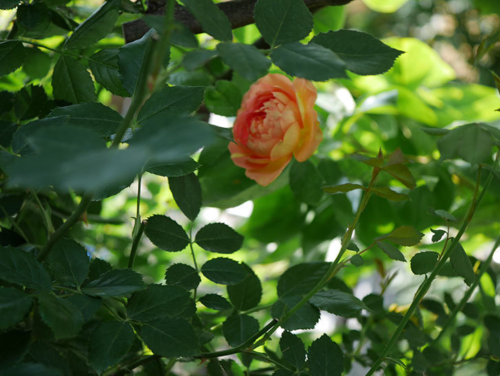 レディ・オブ・シャーロット(ツルバラ)の2番花が咲いた。2018年-4.jpg