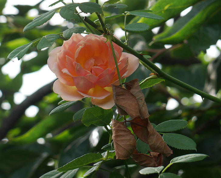 レディ・オブ・シャーロット(ツルバラ)の夏花が3個咲いた。2018年-4.jpg