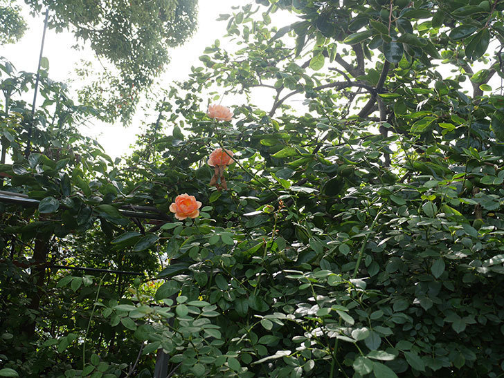レディ・オブ・シャーロット(ツルバラ)の夏花が3個咲いた。2018年-6.jpg
