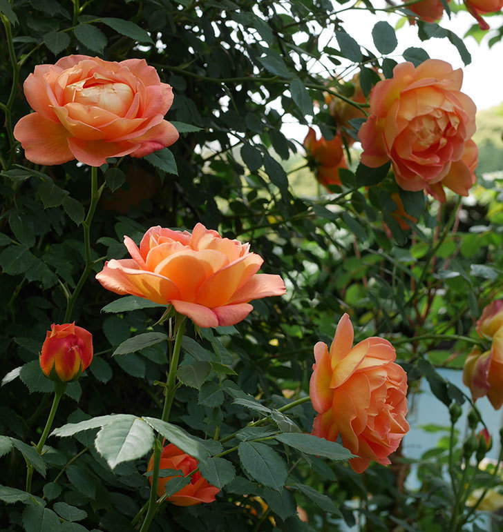レディ・オブ・シャーロット(ツルバラ)の花がたくさん咲いた。2019年-25.jpg