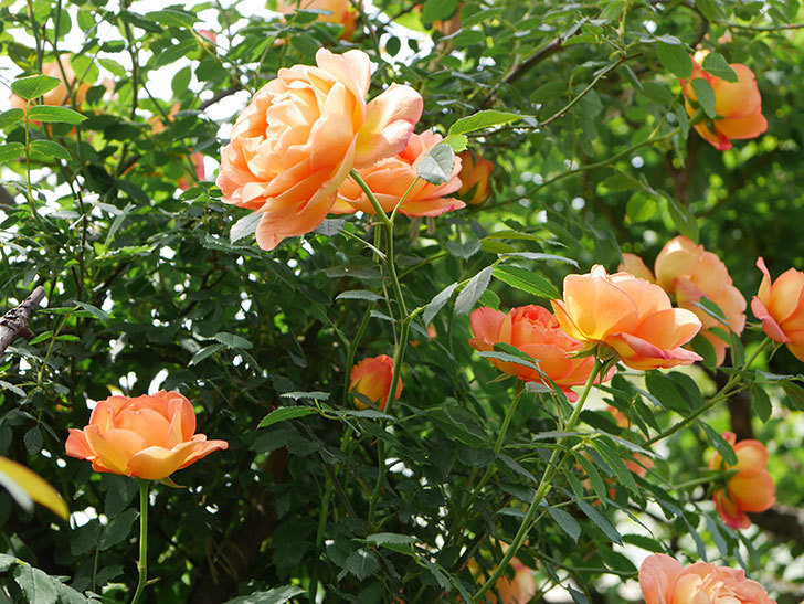 レディ・オブ・シャーロット(ツルバラ)の花がたくさん咲いた。2019年-6.jpg