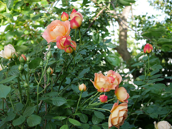 レディ・オブ・シャーロット(ツルバラ)の花がまた増えて来た。2018年-3.jpg