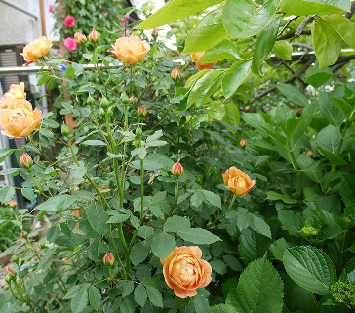 レディ・オブ・シャーロット(ツルバラ)の花が一気に増えた。2017年-7.jpg