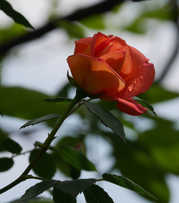 レディ・オブ・シャーロット(ツルバラ)の花が咲いた。2019年-11.jpg