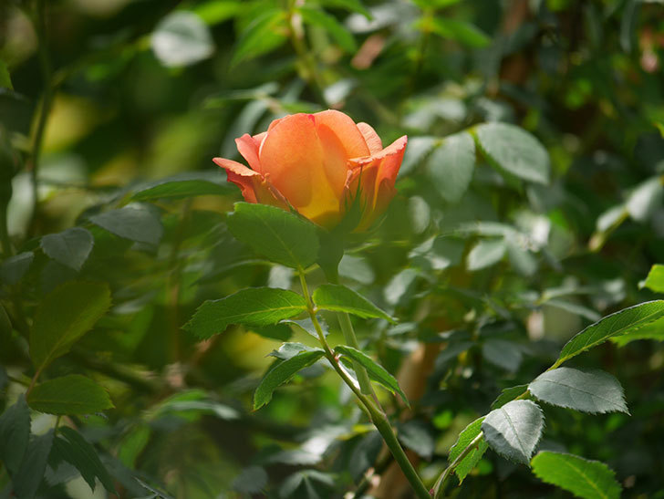 レディ・オブ・シャーロット(ツルバラ)の花が咲いた。2019年-15.jpg