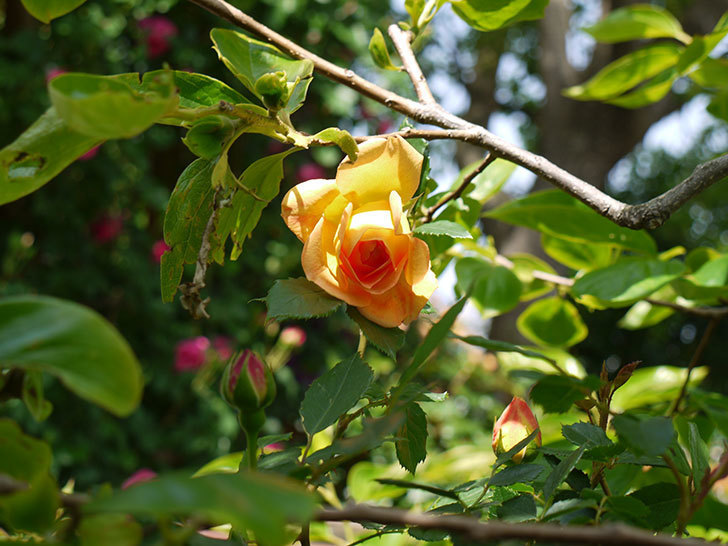 レディ・オブ・シャーロット(ツルバラ)の花が咲きだした。2018年-4.jpg