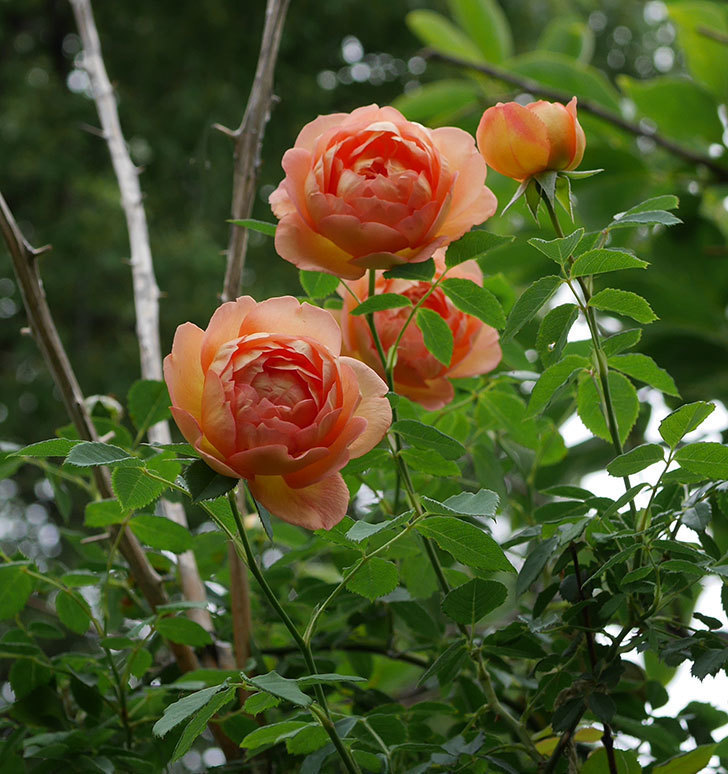 レディ・オブ・シャーロット(半ツルバラ)の2番花が増えて来た。2019年-1.jpg