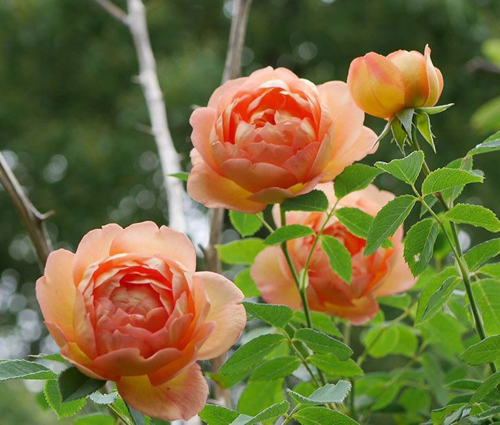 レディ・オブ・シャーロット(半ツルバラ)の2番花が増えて来た。2019年-4.jpg