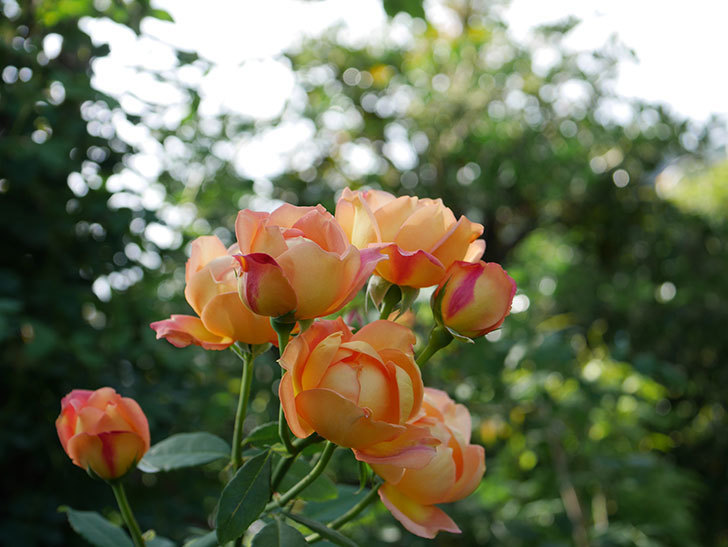 レディ・オブ・シャーロット(半ツルバラ)の2番花が房で咲いた。2019年-12.jpg