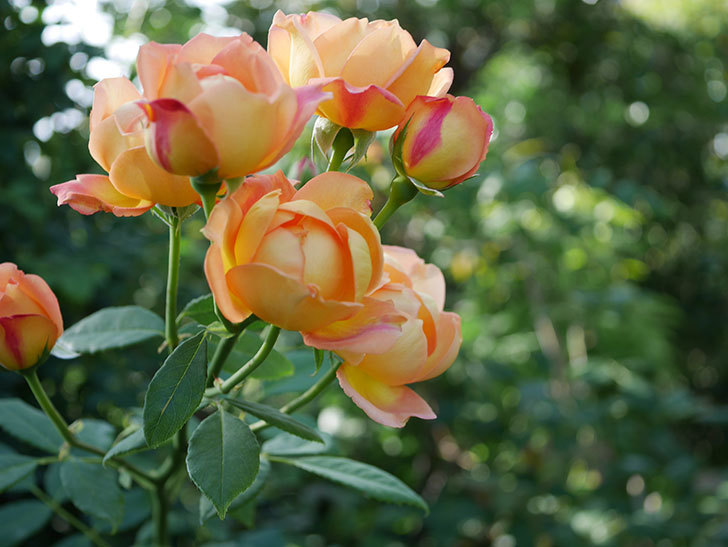 レディ・オブ・シャーロット(半ツルバラ)の2番花が房で咲いた。2019年-13.jpg