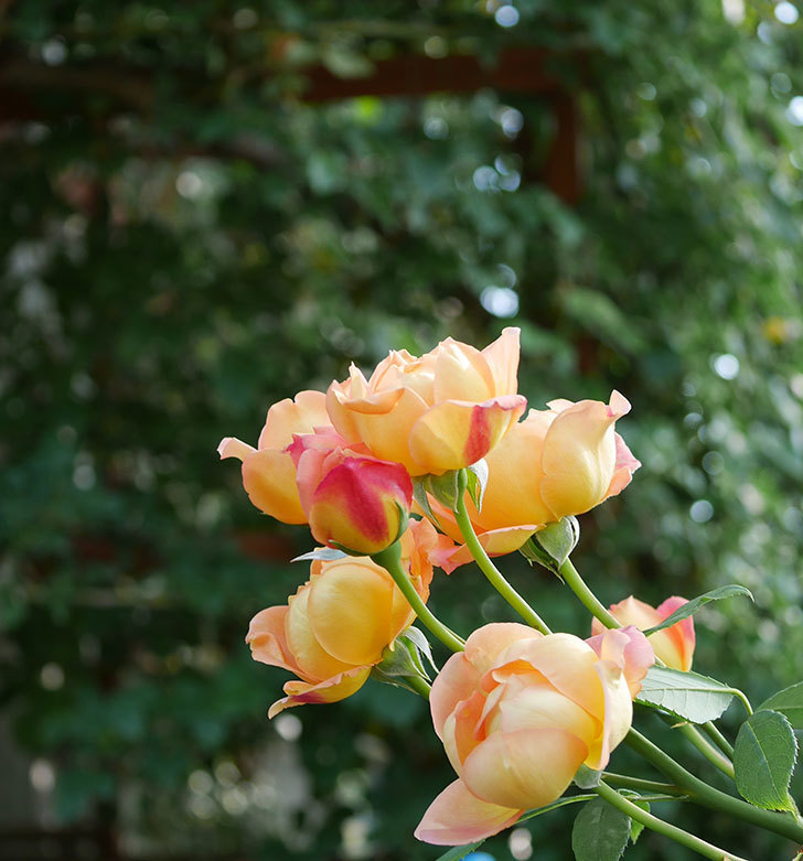 レディ・オブ・シャーロット(半ツルバラ)の2番花が房で咲いた。2019年-2.jpg