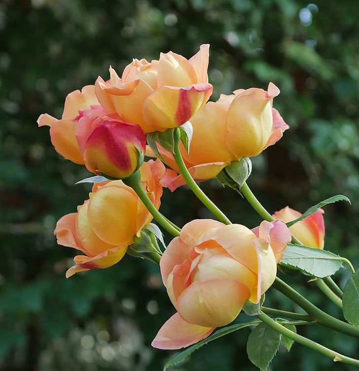 レディ・オブ・シャーロット(半ツルバラ)の2番花が房で咲いた。2019年-3.jpg