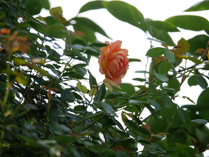 レディ・オブ・シャーロット(Lady of Shalott)の2番花が咲いた。半ツルバラ。2020年-010.jpg