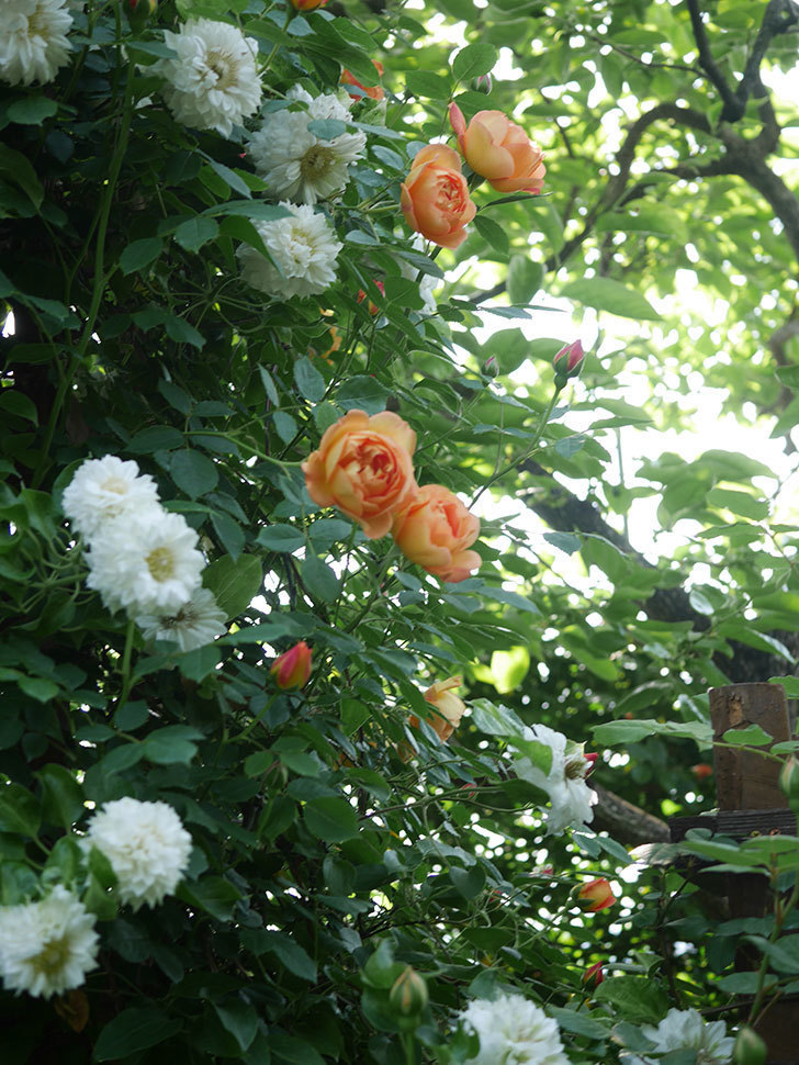 レディ・オブ・シャーロット(Lady of Shalott)の花が咲いた。半ツルバラ。2022年-050.jpg