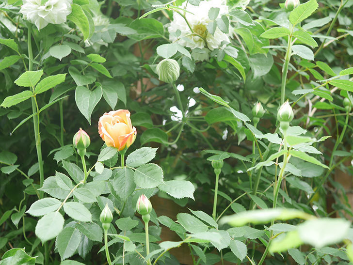 レディ・オブ・シャーロット(Lady of Shalott)の花が咲きだした。半ツルバラ。2022年-004.jpg
